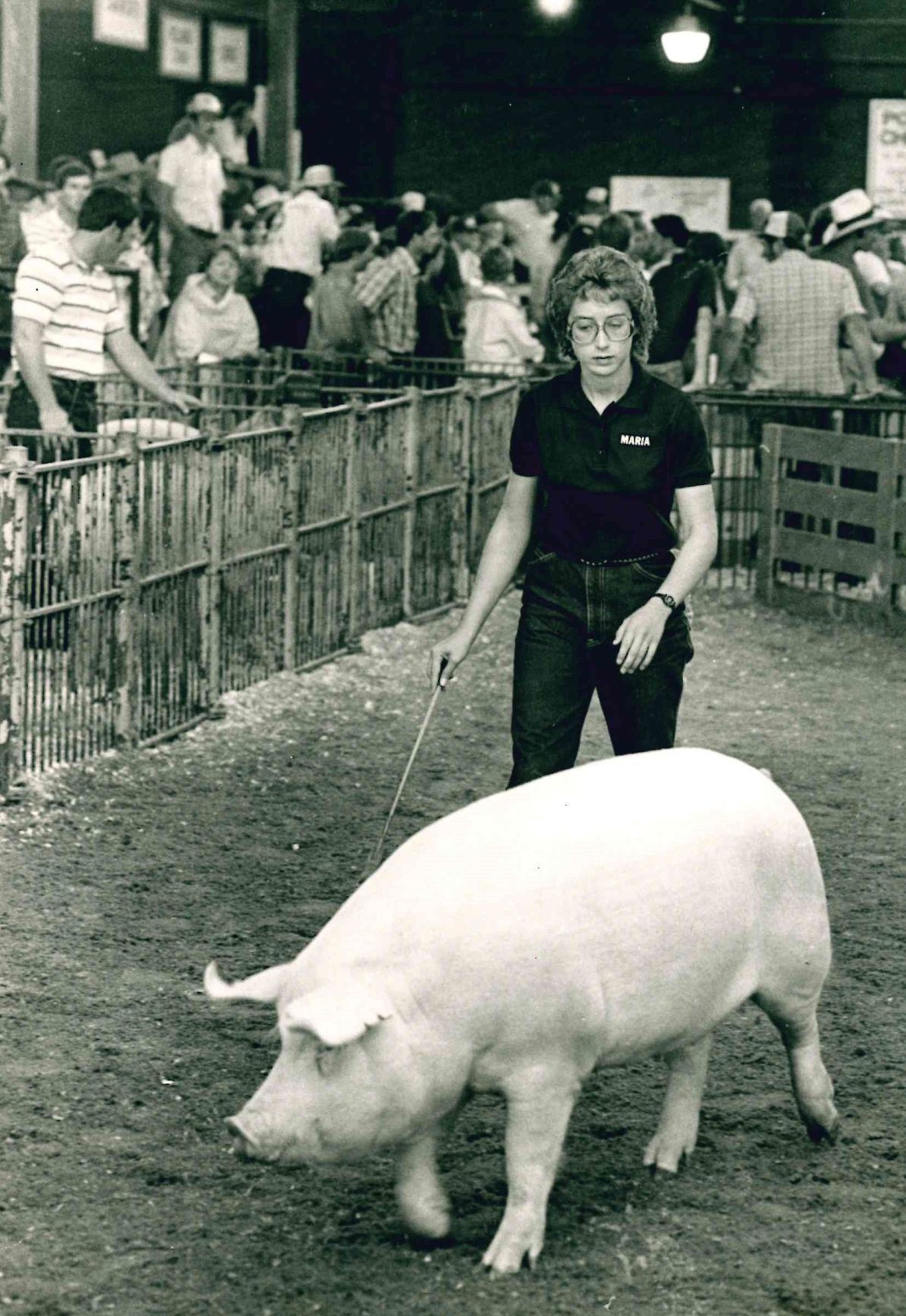 Chester White gilt pig